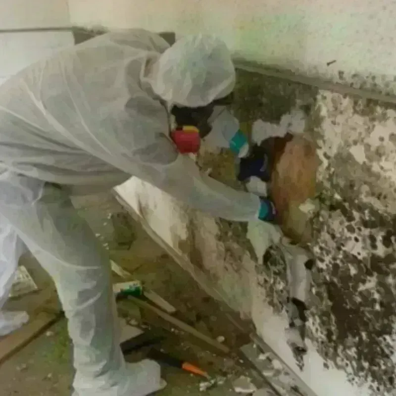 Mold Remediation and Removal in Roanoke, IN